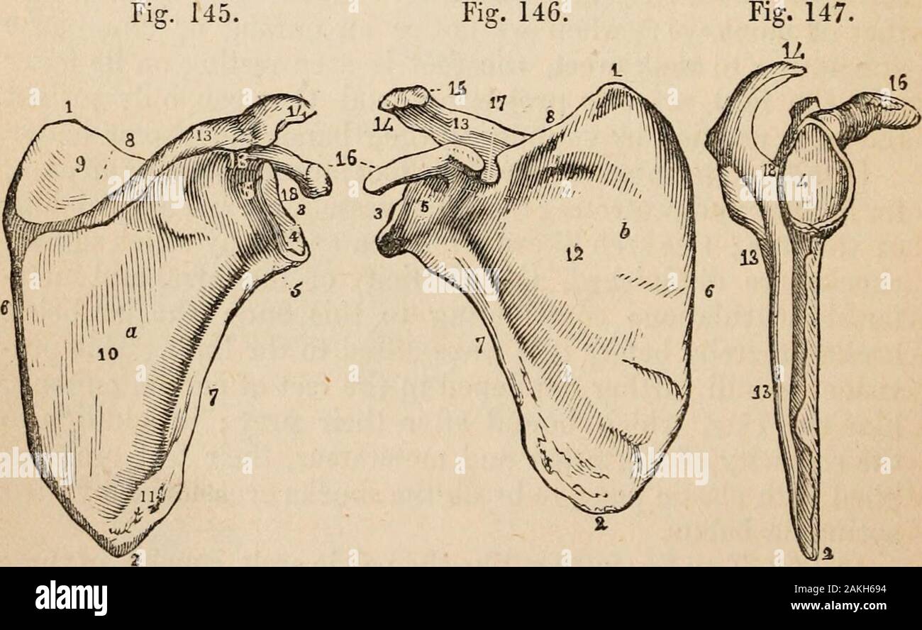 Umrisse der vergleichenden Physiologie berühren die Struktur und die Entwicklung der Rassen der Tiere, lebenden und Ausgestorbenen: Für die Nutzung der Schulen und der Hochschulen. ersten Knochen des Brustbeins, und die ihre externalend durch ligamentsto angebracht, um die schulterdach processof das Schulterblatt; Die clavi-cle unterhält die shoulderat einen festen Abstand vonder Stamm. [§ 2/0. Die SCAPULAis eine große flache Knochen, situ- rungen auf der oberen andexternal Teil der Rückseite. Es ist von einem triangularform, und am oberen. • * • Land externe Winkel erweitert eine flache Kavität, genannt Bild zu bilden. 145. Abb. 146.. Glenoides Hohlraum (4), in der Stockfoto