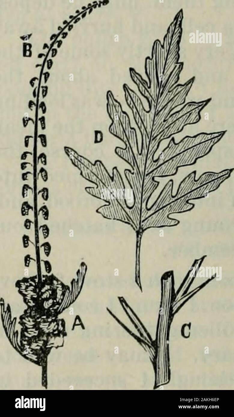Das ABC der Biene Kultur: ein cyclopedia von jede Sache, die in Bezug auf die Pflege der Honig-Biene, Bienen, Honig, Nesselsucht, Arbeitsgeräte, Honig-Anlagen usw., Tatsachen von der Erfahrung von Tausenden von Imker alle über unser Land und später durch die praktische Arbeit in unserer eigenen Imkerei überprüft. Vielleicht aber tlie Die meisten allgemeinen und Werkzeugs mit wliich haben wir vor allem zu tun, handelt es sich um die Agentur der Bienen. Gemeinsame Mais ist anillustration einer Klasse von Pflanzen, Arten von Blüten auf der gleichen Stiel bearboth. Die Blüte, die Bären der Samen ist niedrig, und das ist das, was wir für gewöhnlich als die Seide des Ohr. Die th Stockfoto