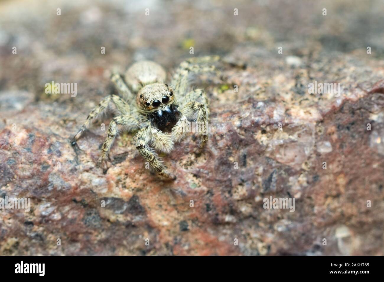 Grau jumping Spider in einem italienischen Haus im Sommer gefunden Stockfoto