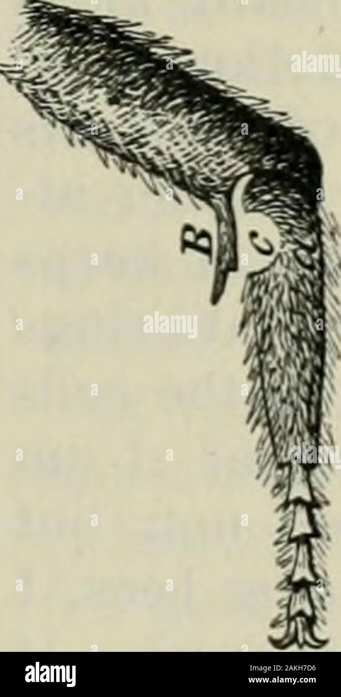Das ABC der Biene Kultur: ein cyclopedia von jede Sache, die in Bezug auf die Pflege der Honig-Biene, Bienen, Honig, Nesselsucht, Arbeitsgeräte, Honig-Anlagen usw., Tatsachen von der Erfahrung von Tausenden von Imker alle über unser Land und später durch die praktische Arbeit in unserer eigenen Imkerei überprüft. D mm WIE DIE BIENE erhält die Pollen von den Blumen. Stockfoto