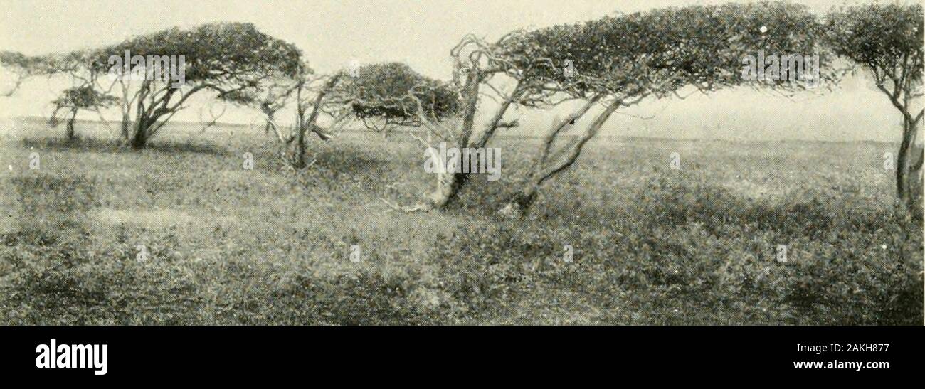 Expeditionen organisiert oder in von der Smithsonian Institution. teil. . Abb. 67. - Ein Wald von algaroba Bäume {Prosopis jiiliflora). Die Hülsen aremuch relished durch Lager und sind eine wichtige Viehfutter. Von den Blumen areproduced Eine hervorragende Qualität der Honig ist ein wichtiger Artikel exportieren. Die indigenen Dora ist hoch interessant aber nicht abitndant inspecies. Zwei der häufigsten Bäume sind die ohia (Mctrosidcrospolymorpha) und der Koa (Acacia koa). Die ehemalige, auch calledohia Lehua und lehua, ähnelt im Aussehen der Amtsleitung, ourwhite Eiche, aber schöne Cluster Stockfoto
