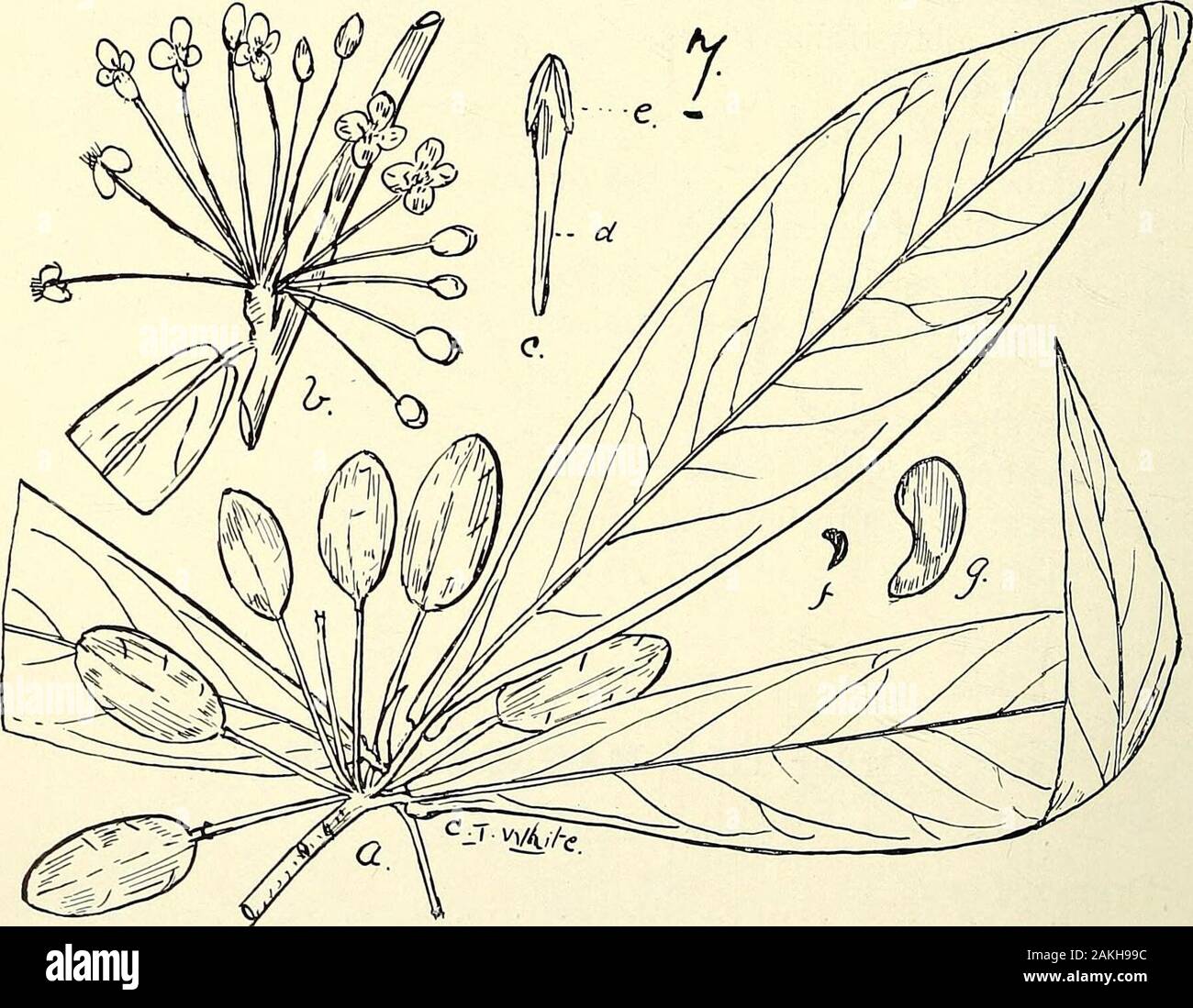 Umfassenden Katalog von Queensland Pflanzen, Einheimische und naturalizedTo, die hinzugefügt sind, soweit bekannt, die Aborigines und anderen volkstümlichen Namen; mit zahlreichen Abbildungen und reichlich Notizen auf die Eigenschaften, Funktionen, &c., der Pflanzen. 5. HlBBERTIA LEPIDOTA, R. Br. 6. Adrastvea Harke, DC. 7. Drimys dipetala, F. v. M. Fvuiting branchlet (a), (b), (c) Staubblatt, (d), (e) Staubbeutel, (f), (g) Samen Samen, (a), (b) und (f) Nat. Größe; (c), (d), (e) und (g) Enl. Iii. MAGNOLIACEiE. 23. Stockfoto