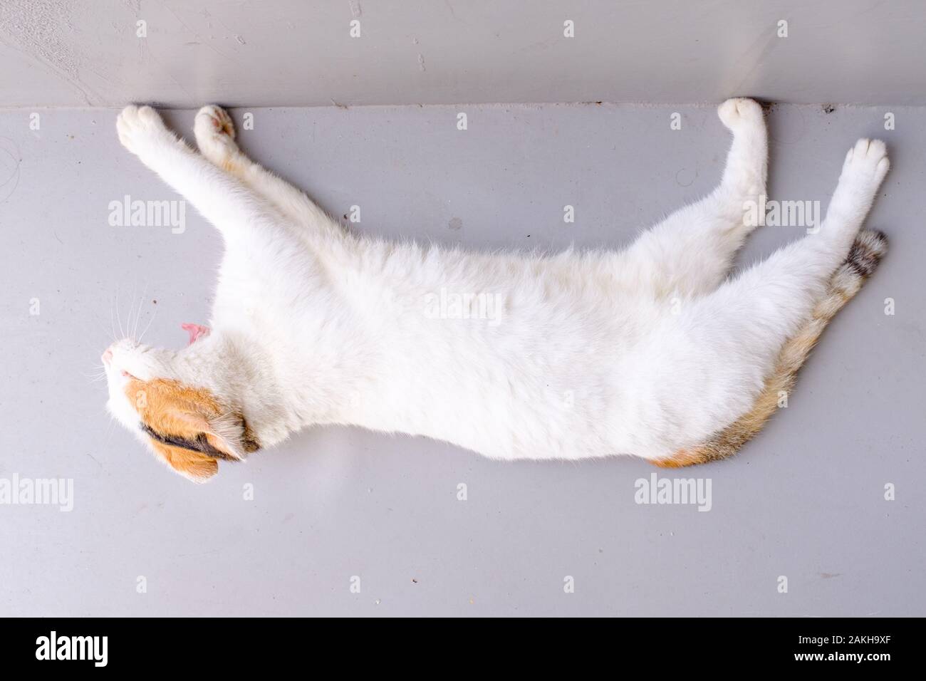 Wilde weiße Katze dehnen sich und Gähnen Stockfoto