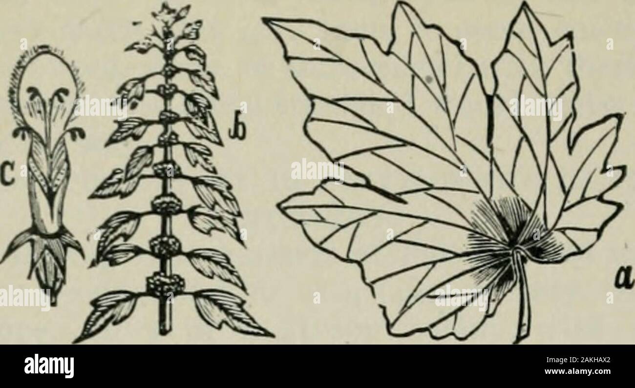 Das ABC der Biene Kultur: ein cyclopedia von jede Sache, die in Bezug auf die Pflege der Honig-Biene, Bienen, Honig, Nesselsucht, Arbeitsgeräte, Honig-Anlagen usw., Tatsachen von der Erfahrung von Tausenden von Imker alle über unser Land und später durch die praktische Arbeit in unserer eigenen Imkerei überprüft. verleiten Honig - Bienen - becomesmore offensichtlich, wenn wir erfahren, dass es sich um Pro-haps nur die Alten und geschwächten Bienen nicht in der Lage, sich von diesen Ap zu befreien - und damit pendages milkweed canscarcely ein Feind aufgerufen werden. Die append-Alter, es wird beobachtet, sieht aus wie ein Paar ofwings und Sie selbst zu befestigen Stockfoto