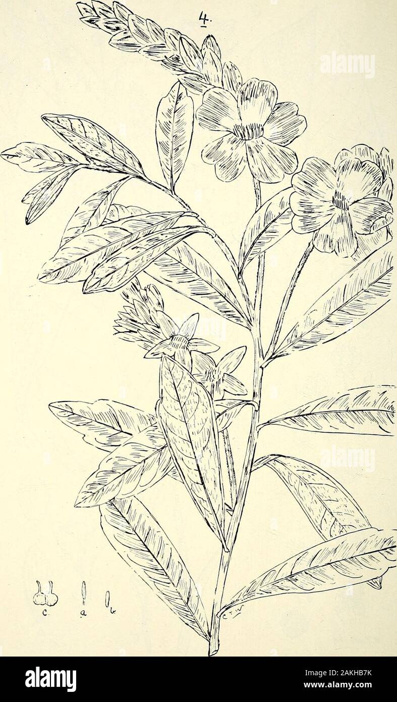 Umfassenden Katalog von Queensland Pflanzen, Einheimische und naturalizedTo, die hinzugefügt sind, soweit bekannt, die Aborigines und anderen volkstümlichen Namen; mit zahlreichen Abbildungen und reichlich Notizen auf die Eigenschaften, Funktionen, &c., der Pflanzen. 3. Tetraceea Nordtiana, F.1. M. (a.) Fl. Bud, (a1) Vorblatt, (a2) Kelchblatt, (b) Staubblatt, (b1), (b2) anthercells, (c) Stempel, (cr), (d1), (d2) Arillus, (e) reife Samenkapseln, (a), (b) und (c) Enl. ; (D) und (e) Nat. Größe. 3bis. Tetracera Cowleyana, Kaution. (A) Fl. Bud, (b) Sep., (c) Pet., (d) Staubblatt, (e) Stempel, (f) reifen Samenkapseln, Stockfoto