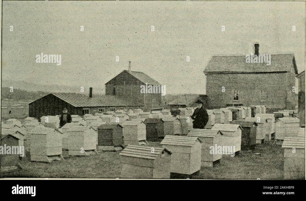 Das ABC der Biene Kultur: ein cyclopedia von jede Sache, die in Bezug auf die Pflege der Honig-Biene, Bienen, Honig, Nesselsucht, Arbeitsgeräte, Honig-Anlagen usw., Tatsachen von der Erfahrung von Tausenden von Imker alle über unser Land und später durch die praktische Arbeit in unserer eigenen Imkerei überprüft. unded mit Com-mon-Bienen. Wenn Sie die Praxis in der mannergiven oben können Sie den vollen Nutzen der Italienischen ofthe Blut ernten, obwohl Es arehundreds der Bestände der Gemeinsamen beeswithin die Reichweite Ihres Bienenhaus. Aber, wenn Sie gehen, Queens für den Markt zu erhöhen, sollten Sie kaufen oder Italianize alle Com-mon-bee Stockfoto