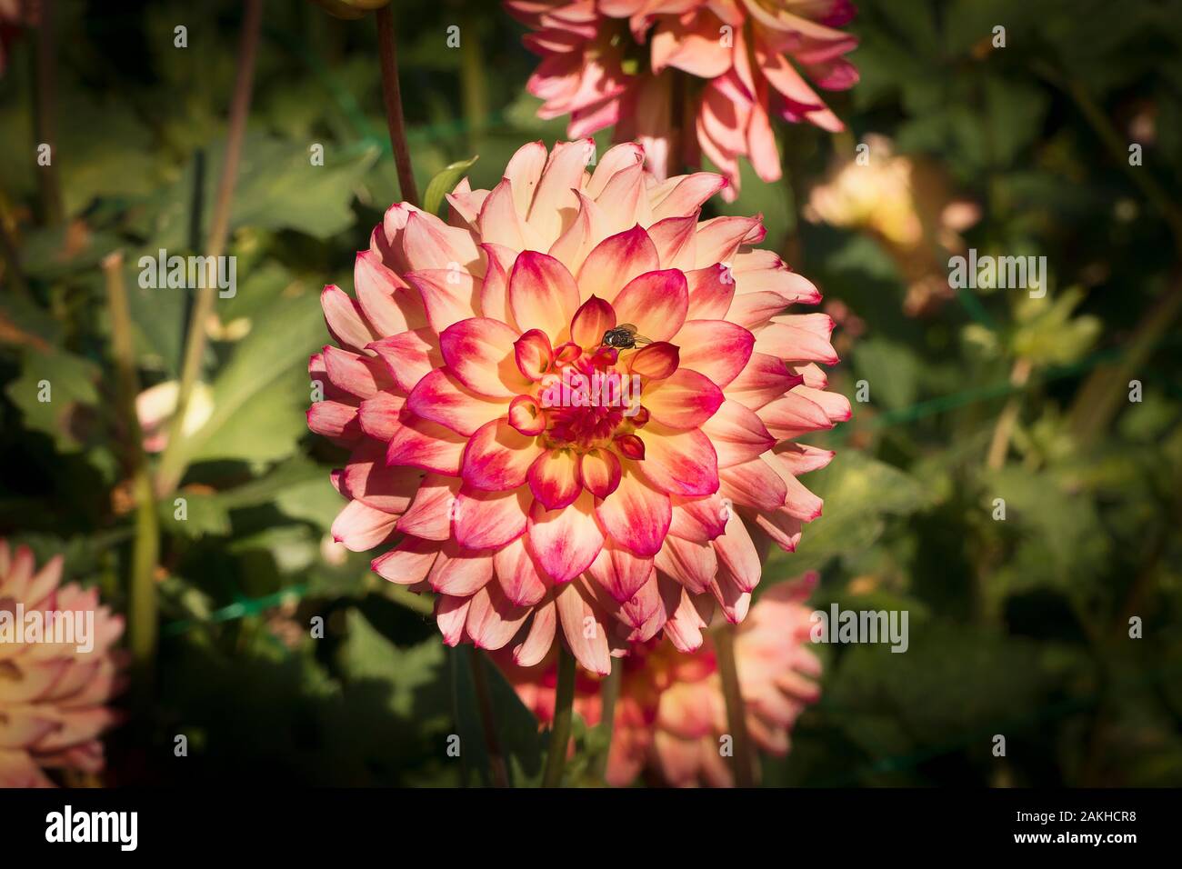 Zugkugelkupplung - Dahlia Jowey Arenda Blüte im September in Großbritannien Stockfoto