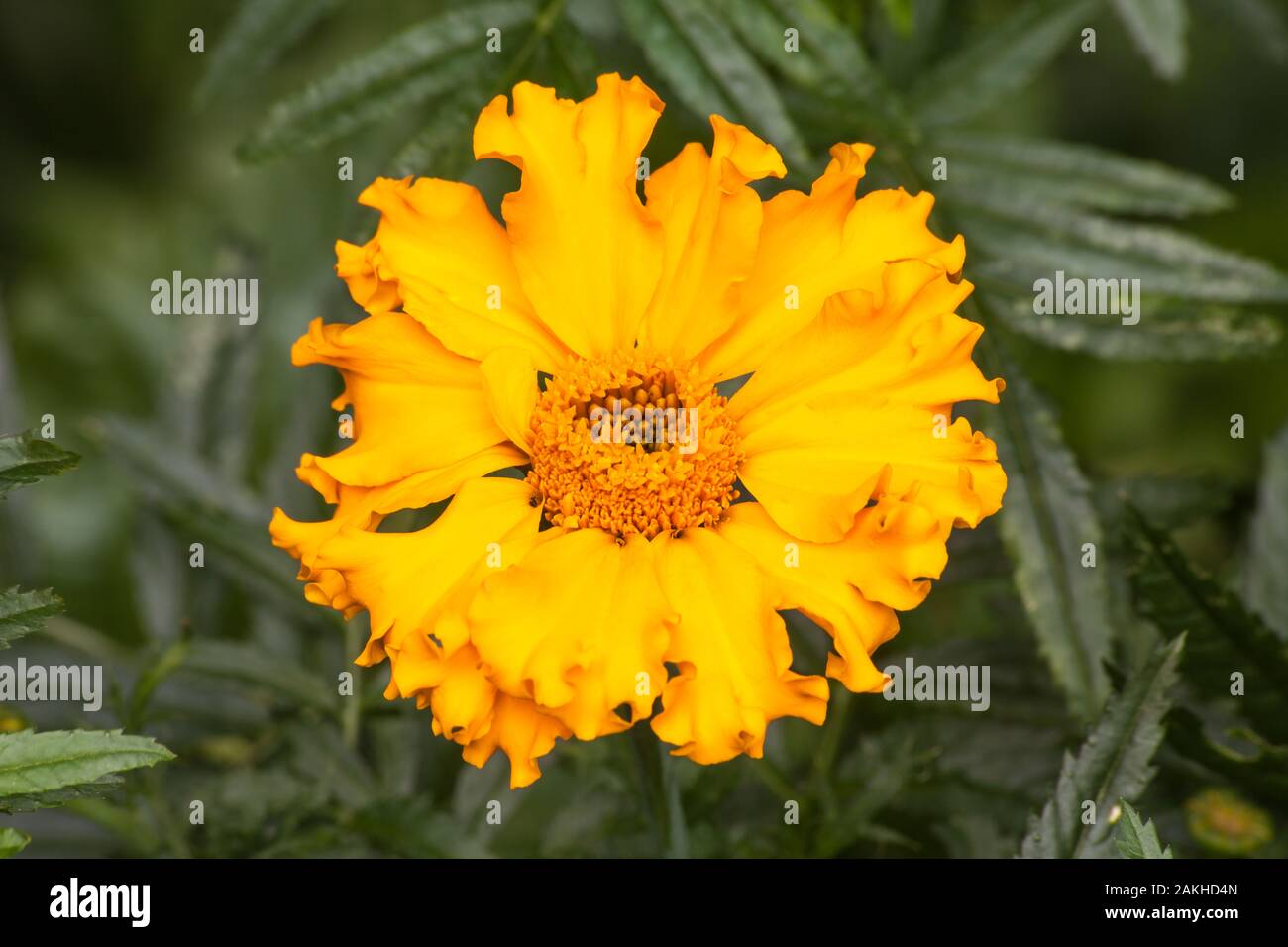 Marigold Flower (Tagetes erecta) Stockfoto