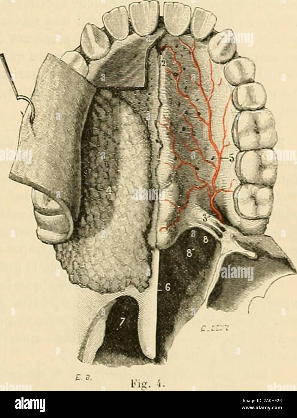 "Traité d'anatomie humaine: beschreibende Anatomie, Histologie, Développement. s-tème de crêtes rugueuses, trans-versales ou plus ou iMdius Verpflich- Ulaii. lcs cl artères de lu voiMe Pfalz., ou rectlllgllcS arciroriues. ([.. Imuqucuso ein ûU souIcvl-o, du côU droil, lOnr moulror Icsgloiulo r. 1. .. Silivaircs sous-iiuKiiicuscs: à pauclie, Les iiarlics Molles oui 6 W cnlc - Dans ses deux Tiers poste - vcesàrcsccpiioi. dosariùrcs.) rieurs la VOÙIe Palatin est Idu * *^* dentaire supiricurc. - 2, Canal | ialatin AlUi^ ricur. -^^^ 3, Canal palaliii postiricm*. - Ich, glandes Bahnhof Châteaucreux du côt "^ Stockfoto