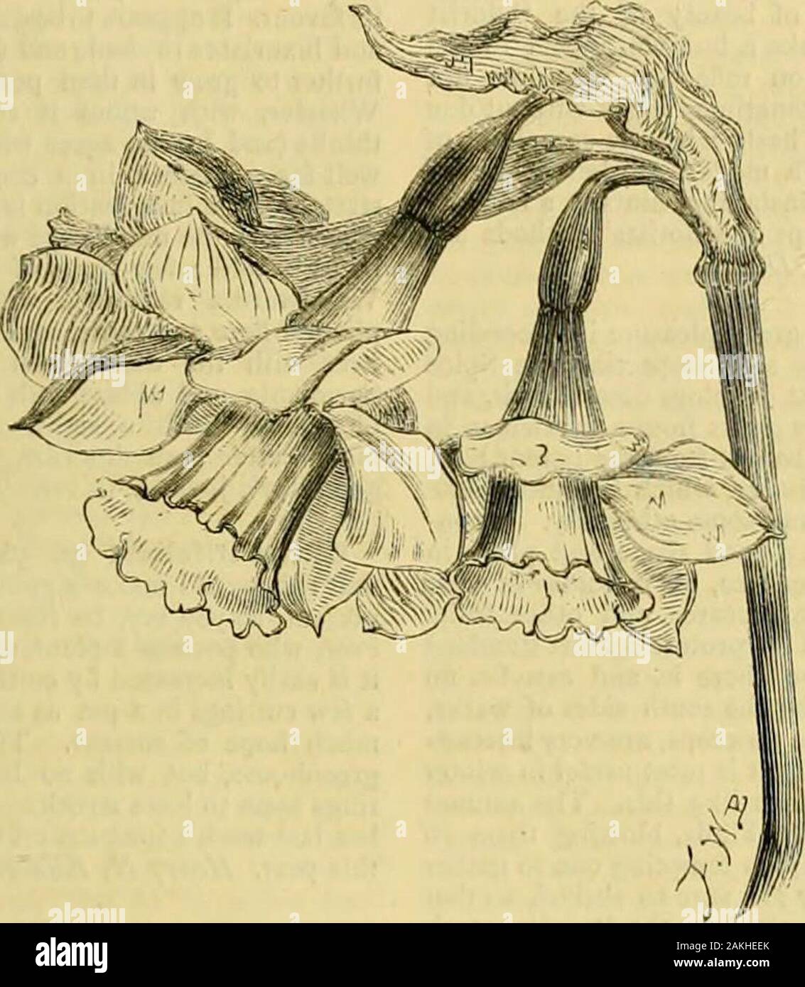 Die Gärtner' Chronik: Eine wöchentliche Illustrierte Zeitschrift über Gartenbau und verwandte Themen. oot - beschneiden, und ein Kapitel ofeight Seiten dem Thema gewidmet, S. 95, whereinroot - Beschneidung ist als Notwendigkeit beschrieben und gelobt, wenn nötig, und vollständige Anweisungen arefurnished für seine Anwendung in allen Fällen. 2. Vourreviewer besagt auch, dass ein verzerrtes Bild von adwarf Pyramide treeis gegeben (s. 44) Mit dem branchesat rechten Winkeln, lS: c., in einer solchen Art und Weise, wie wir shouldimagine war noch nie gesehen. Auch das ist unwahr. Keine verzerrten Beispiel Pyramide Ausbildung, wie gelehrt durchdie Verfechter der restr Stockfoto