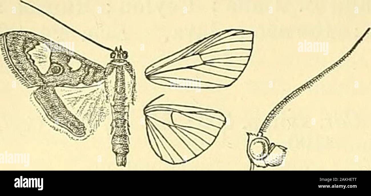 Motten. hpale Mitte, stark gezahnte auf Vene 1 c der Hinterflügel, thenrunning, um die Marge; einige fuscous suffusion läuft upvein 1b aus der Marge; Zilien reinweiß. Hab. Khasis; Nilgiris; Ceylon; Borneo; Loyalty Islands. Exp. 36 Millim. 5038. Glyphodes bivitralis, Guen. Riemen. $ Pyr. S. 293; Moore, Lep. Ceyl. iii, Pi. 180, Abb. 2, 2 a (Larve); c. $ 8.-Nr. 4179. Kopf, Thorax und Abdomen kastanien-braun; Palpen weiß unten; patagia Weiß an den Spitzen; Bauch weiß an den Seiten und unten; analtuft der männlichen Schwarz. Vorderflügel Kastanien; eine weiße Leiste auf basalhalf der inneren Rand; eine Schräge antemedi Stockfoto