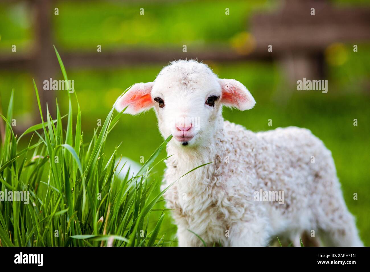 Portrait von niedlichen kleinen Lamm Beweidung in grünen Frühlingswiese Stockfoto