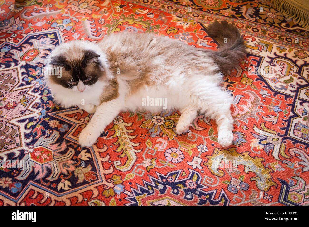 Ein erwachsener Ragdoll Cat schmachtend auf einem Persischen Teppich in Großbritannien Stockfoto