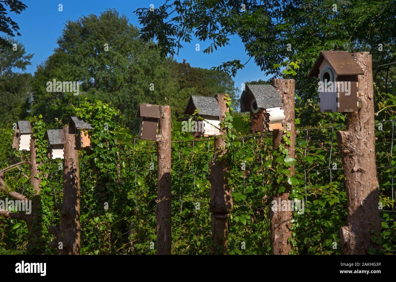 Holz-Vogelkisten im englischen Garten, England Stockfoto