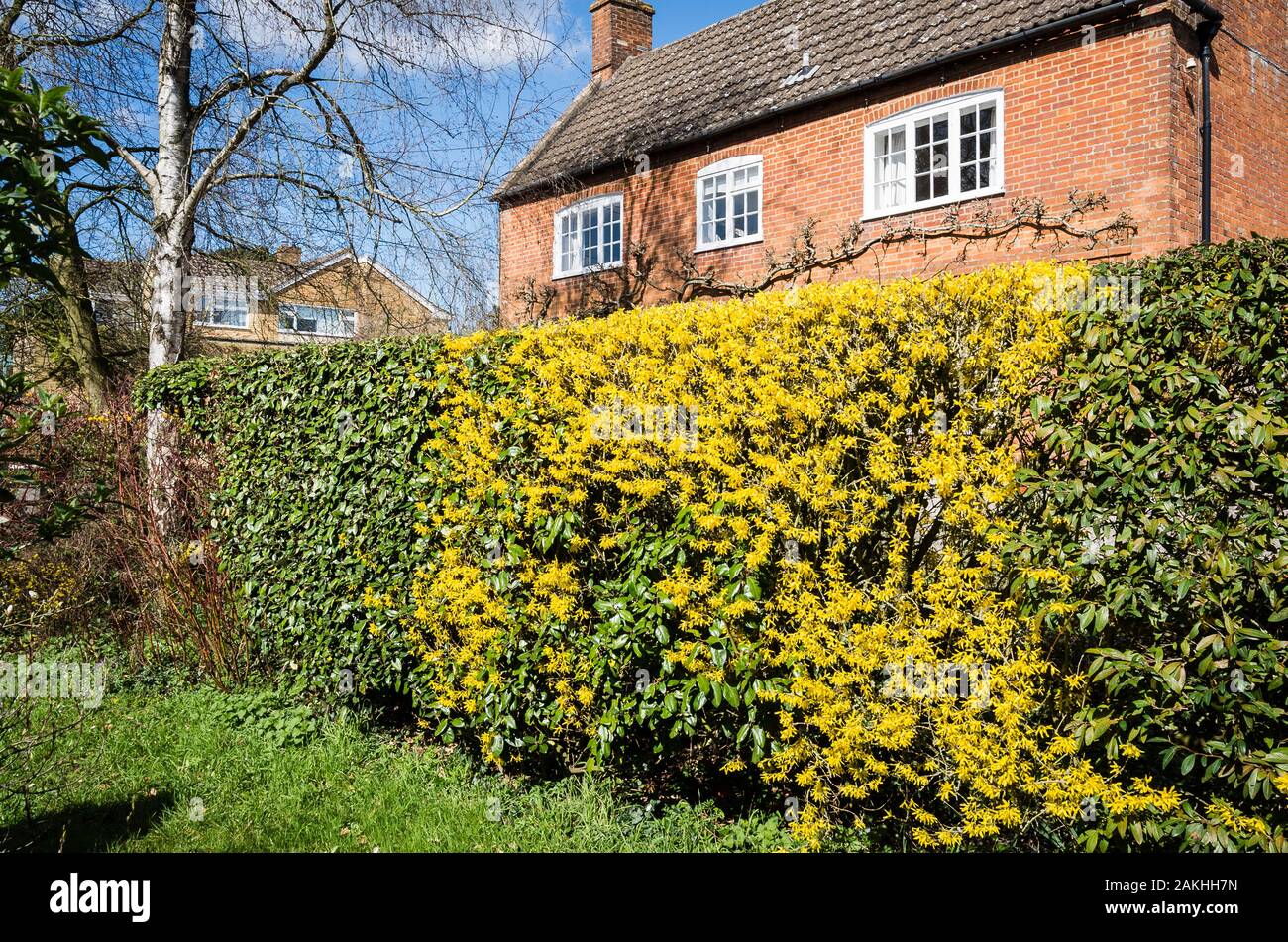 Einen Farbtupfer gelb unterscheidet ein forsythia Strauch in einem gemischten immergrünen und Sommergrünen Hecke in einem Englischen Garten im Frühling Stockfoto