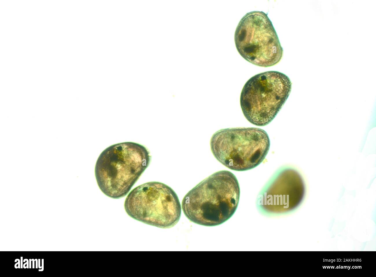 mary, Forschung, artikel, Abschlussarbeit, Review, Konferenz, Fortgang, insbesondere, Thema, Stockfoto