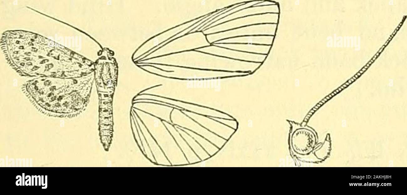 Motten. ; Bhutan. Exp. 30 Millim. Abschn. III. Hinterflügeln der männlichen ohne tufts. A. (Dichocrocis). Abdomen der männlichen ivith Lange protrusible upcurledanal Büschel, selten Gilts. 4892. Dichocrocis pandamalis, Wlk. Kat. xix, S. 999. Dichocrocis frenatalis, geführt. Wien.ent. Mo. 1863, S. 448, Pi. 17, Abb. 15; C $ S. Nr. 4293. Orange; Palpen schwärzlich; Abdomen leicht beringt withblack. Vorderflügel mit schwarzer Fleck an der Basis der Costa; antemediallinear Flecken auf Costa und den inneren Rand. Beide Flügel mit post-n jdial Leitung gerade aus Costa zu Vene 4, dann in der Regel gebogen outwardsas eine fast getrennt Ort n Stockfoto