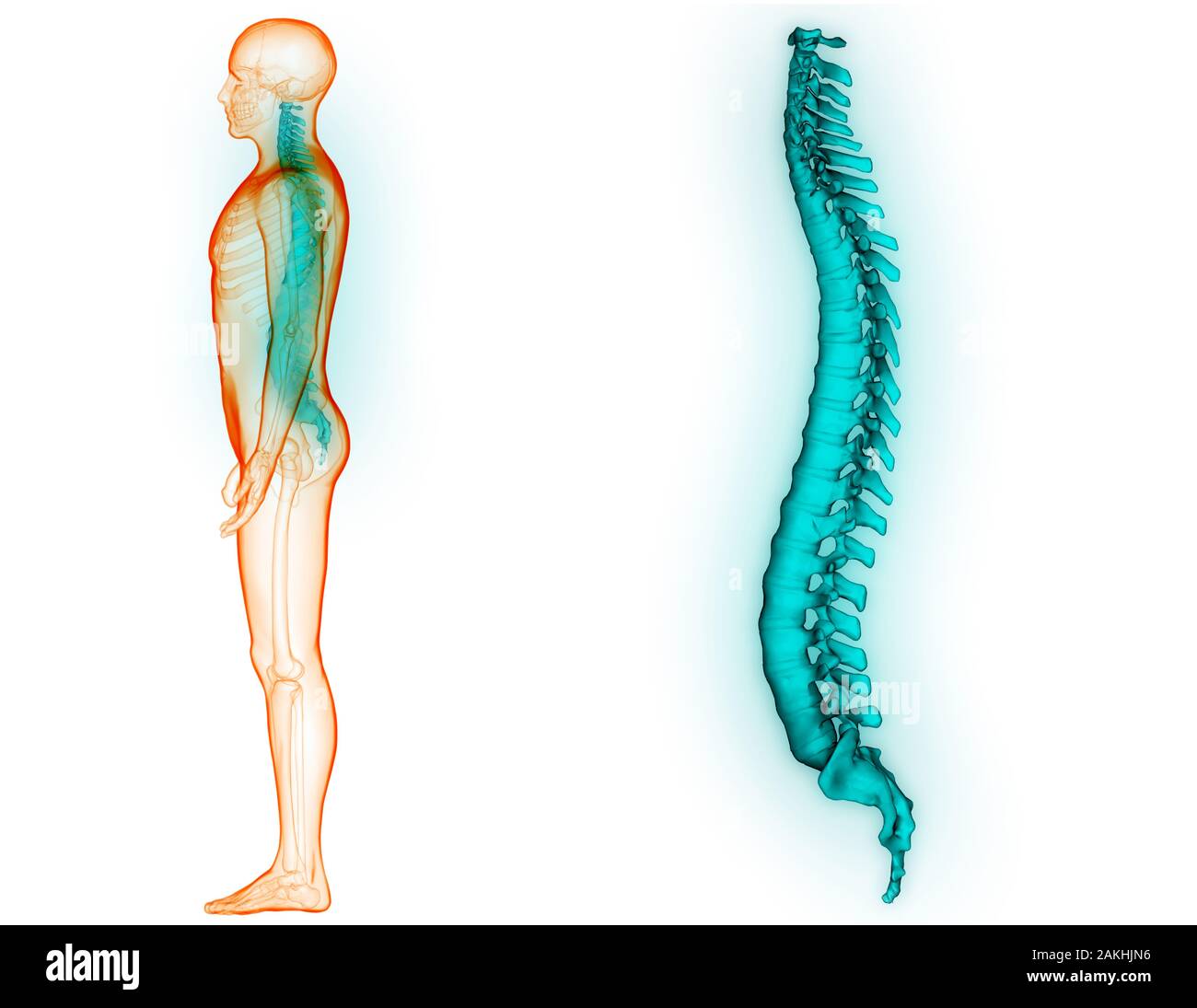 Die Wirbelsäule von menschlichen Skelett System Anatomie ...