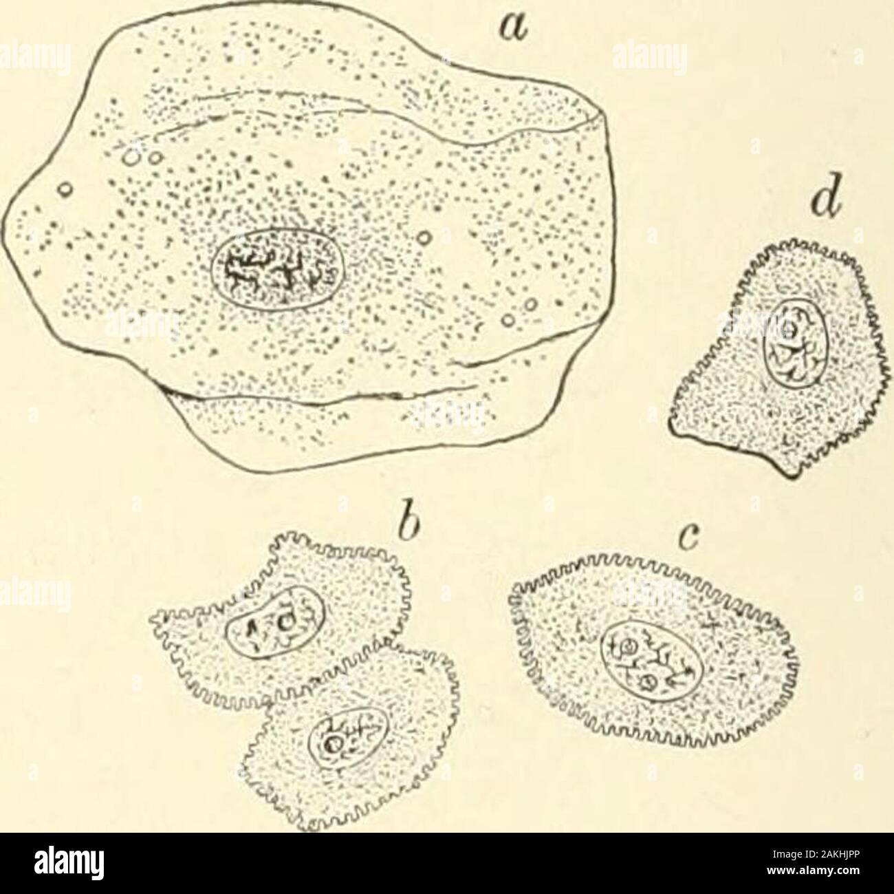 Lehrbuch der normalen Histologie: einschließlich der Berücksichtigung der Entwicklung der Gewebe und der Organe. Plattenepithel in Abschnitt geschichtet, vonder Hornhaut: die innersten Zellen sind säulenartig; thesuperficial sind schuppige Platten. Isolierte Zellen der geschichteten Plattenepithel: eine, auf der Oberfläche der Zelle; b und c, Zellen von den mittleren Schichten; d, von der tiefsten Schicht. dann nach und nach in die Richtung parallel zu der freien Fläche erweitern, andbecome, schließlich, umgewandelt in die großen, dünnen Schuppen so characteristicof die äußeren Schichten der geschichteten Plattenepithel. Die Zellen, aus denen die mittleren Schichten sind Stockfoto