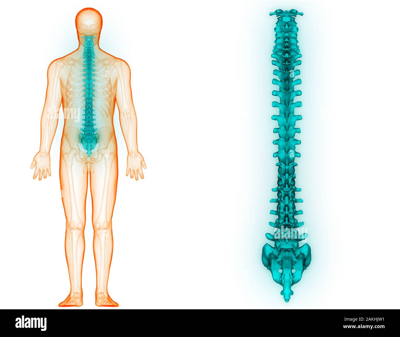 Die Wirbelsäule von menschlichen Skelett System Anatomie Stockfoto