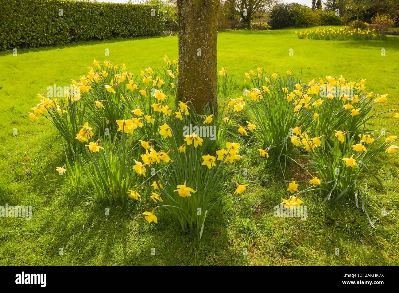 Eingebürgerte Narzissen blühen im März um den Ahornbaum in einem englischen Garten Stockfoto