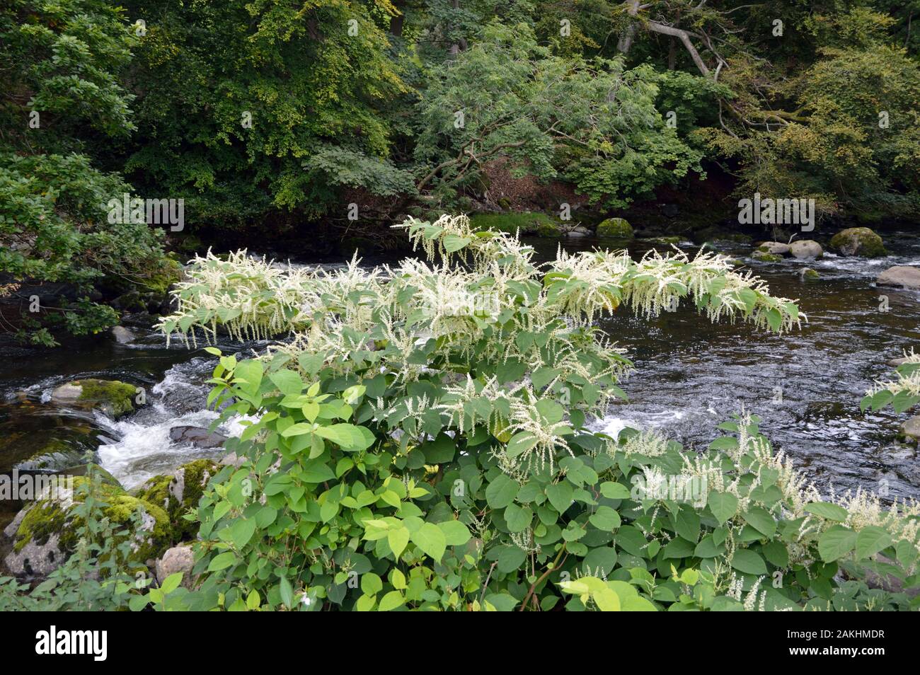 Reynoutria japonica (japanische Knöterich) ist beheimatet in Südostasien wächst in Feuchtgebieten und gestörten Bereichen einschließlich der vulkanischen Böden mit hohem Schwefelgehalt. Stockfoto