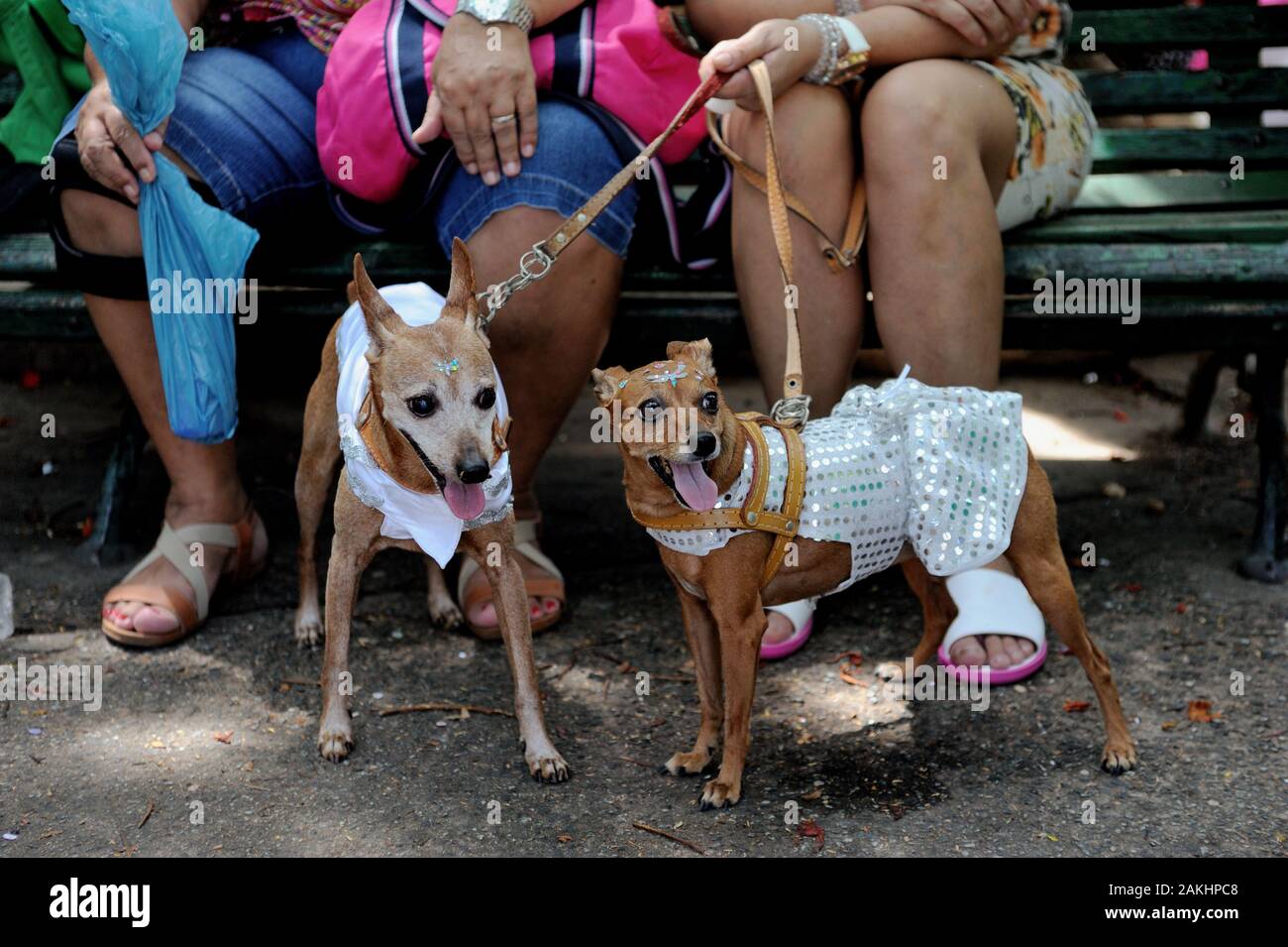 Brasilien - Februar 23, 2019: Kostümierte Hunde erhalten in der Karneval Geist während der jährlichen pet-Party im Tijuca gehalten, in Rio de Janeiro's North Zone. Stockfoto