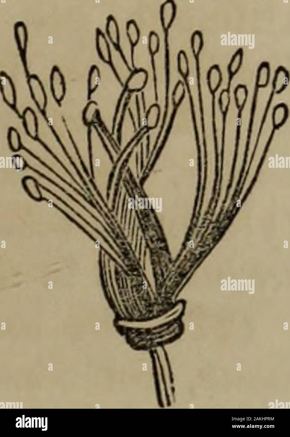 Botanik der südlichen Staaten. Abb. 124.. Monadelpliousstamens. Diadelphous Staubgefäßen. Polydelphous Staubgefäßen. 120. Staubblätter sind häufig durch ihre Filamente United, Umformtechnik atube, wie in der Malva. Wenn Sie Sprachen sind monadelplious werden (Abb. 122), oder in eine Bruderschaft. In anderen Fällen sind Sie unitedinto zwei Sätze, wenn sie sagten, sind diadelphous werden (Abb. 123), wie sie in der Erbse: Wenn in mehrere Sätze, der Begriff polydelphous ist ap-(Abb. 124), wie es in einigen Hyperica. Wenn die Staubblätter ragen über die Corolla, sie sollen zu beexserted und enthalten, wenn kürzer als der Corolla. Wenn die Staubgefäße alle tu Stockfoto