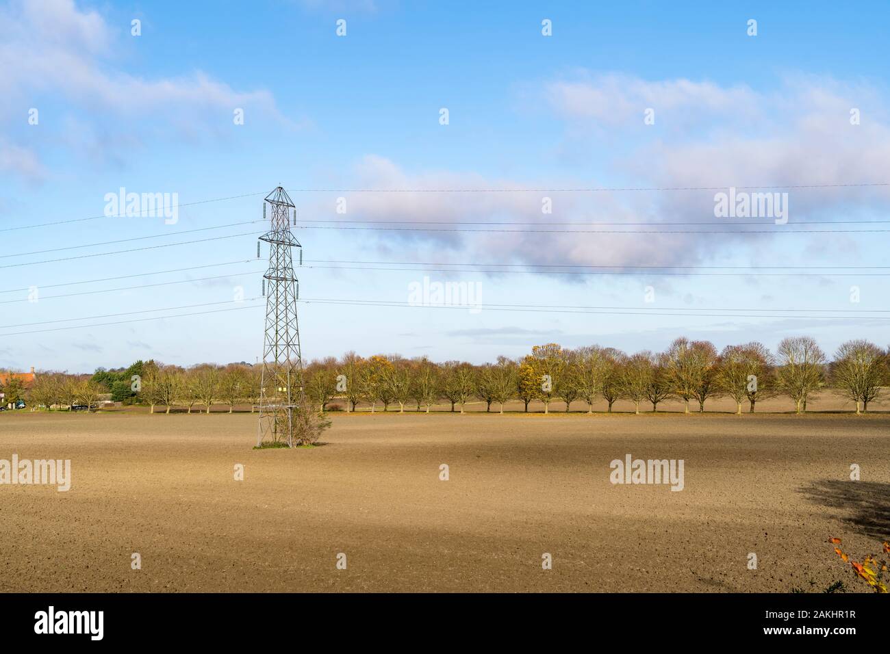 London Platanen an der Grenze gepflügten Feldes und Antrieb im ländlichen Gebiet im Herbst Stockfoto