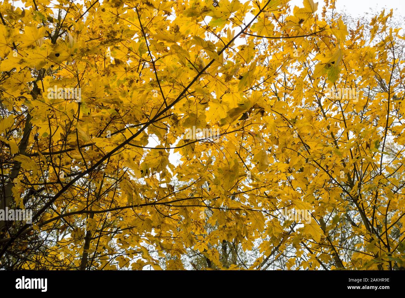 Pappeln und wechselt die Farbe im Herbst 2019 Stockfoto