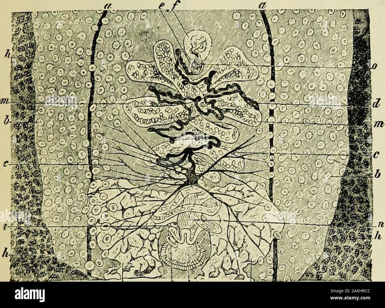 Die Praxis der Kinderheilkunde. Taenia^ giuala Ein, natürliche Größe