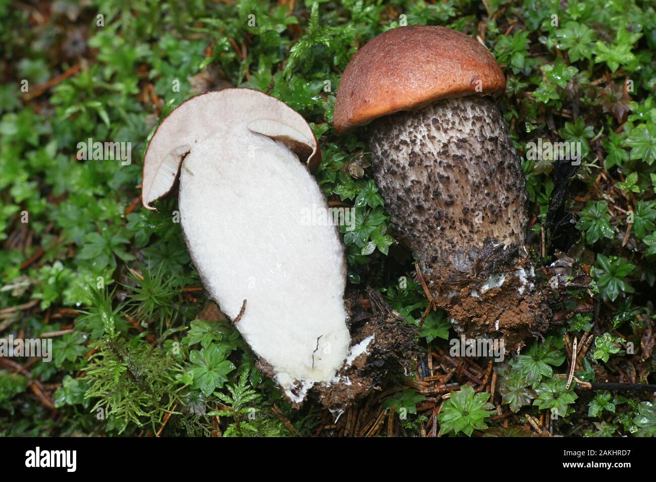 Leccinum versipelle, bekannte orange Birke bolete, essbare Pilze aus Finnland Stockfoto