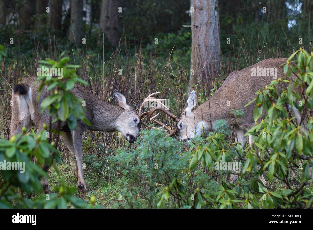 Zwei Böcke in einem bewaldeten Gebiet in einem Vorort von Eugene, Oregon, USA kämpfen. Stockfoto