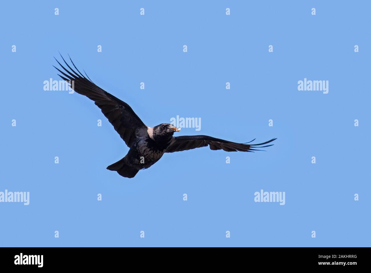 Nebelkrähe (Corvus cornix/Hoodie) fliegen mit Nahrung im Schnabel gegen den blauen Himmel Stockfoto