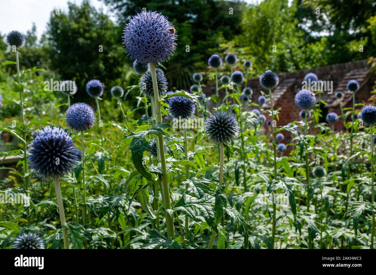 Ein Cluster von blauer Globus Disteln (echinops ritro) in Bishop's Palace Gardens in der historischen Altstadt von Chichester, West Sussex. Stockfoto