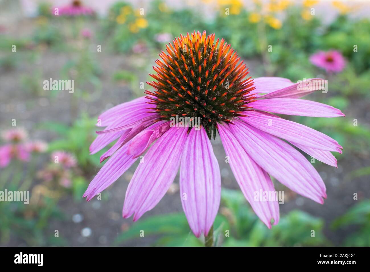 Detaillierte Erfassung der einzelnen Sonnenhut, Echinacea purpurea Stockfoto
