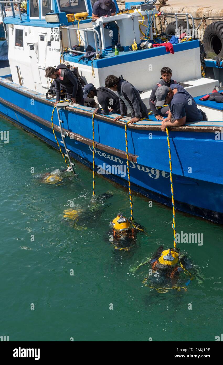 Hermanus, Western Cape, Südafrika. Professionelle Taucher Ausbildung, Studenten unterwasser Arbeiten vom Boot aus am Neuen Hafen in Hermanus. Stockfoto