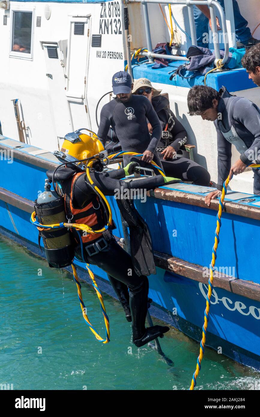 Hermanus, Western Cape, Südafrika. Dezember 2019. Professionelle Taucher Ausbildung, Studenten, die von einem Boot am Neuen Hafen in Hermanus. Stockfoto