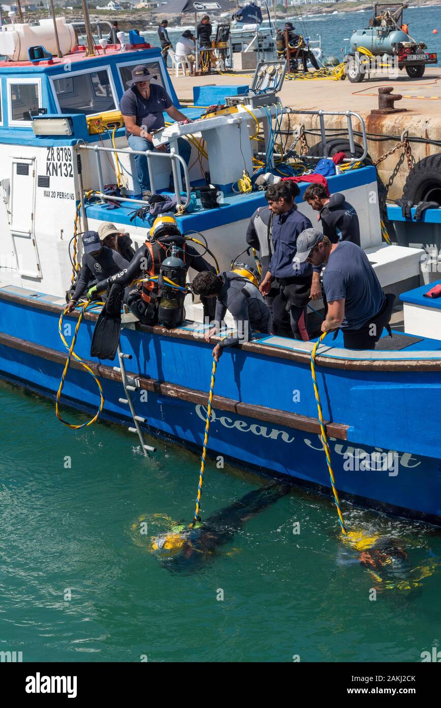 Hermanus, Western Cape, Südafrika. Professionelle Taucher Ausbildung, Studenten unterwasser Arbeiten vom Boot aus am Neuen Hafen in Hermanus. Stockfoto