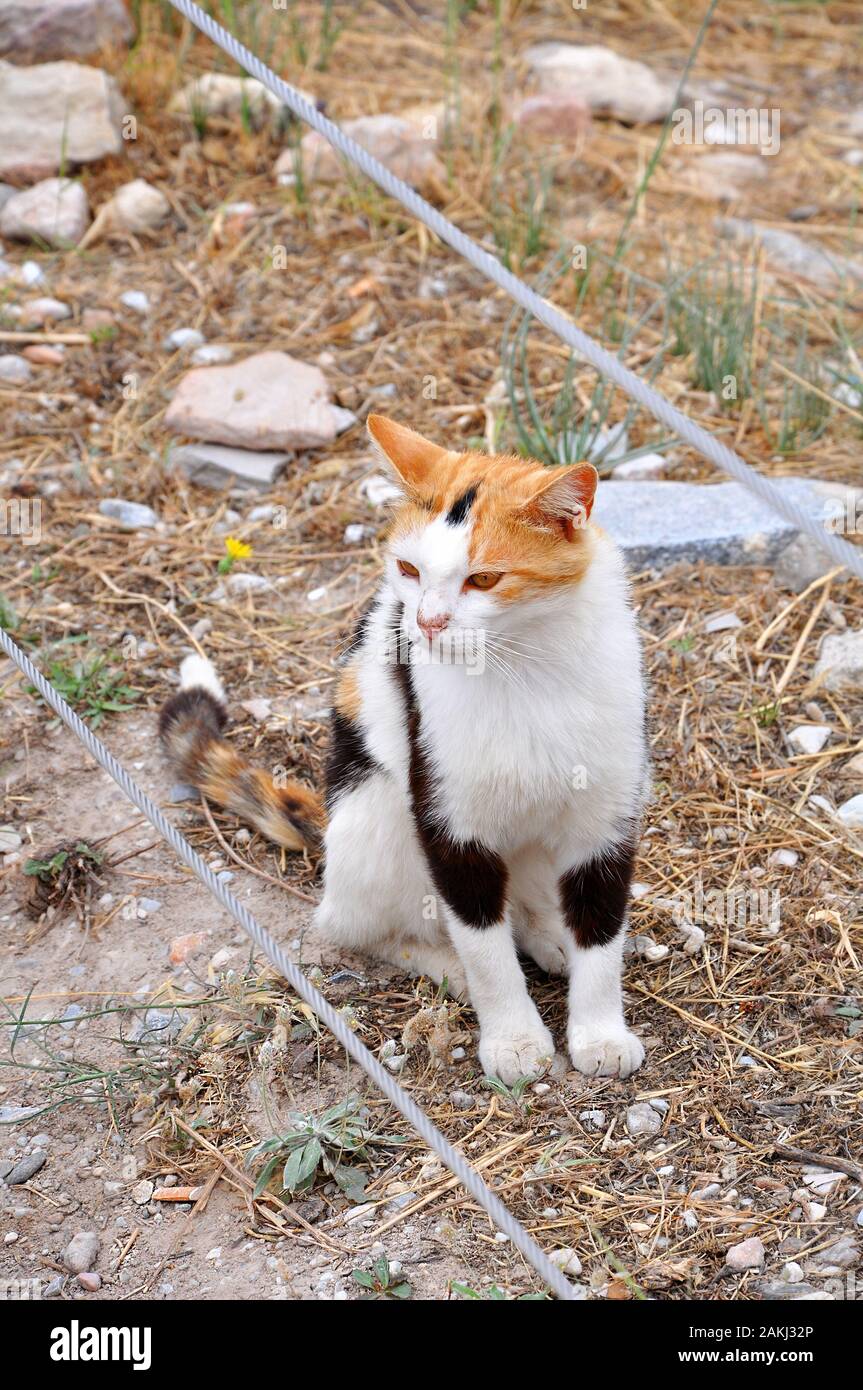 Einsam streunende tricolor gelb-eyed Cat sitiing auf dem Boden unter dem Stroh und Steinen, selektiven Fokus Stockfoto