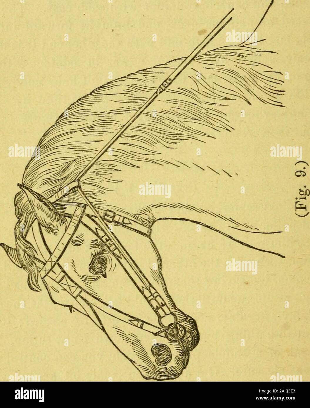 Williams' neues System der Umgang und die Erziehung des Pferdes: Zusammen mit Krankheiten und ihre Behandlung. d isall, notwendig ist. Harte Publikumsmagneten. (Siehe Abb. 9.) Es ist oft bemerkt wird, und durch die Reiter, auch, wenn Sie hart Abzieher von der Bit einen, geben Sie ihm alle Straße will er und ließ ihn gehen. Wenn er geht ihn zu schnell, Ruck, erste withone Linie, dann mit der anderen. Ich habe einige harte Pull-ers, die, indem sie ihnen die - rein und alle Straße theywanted, würde laufen, bis Sie fallen würden, und wiederholen Sie den samething Tag für Tag bekannt. Die Idee ist absolut absurd; Es willamount zu nichts aber ein d Stockfoto