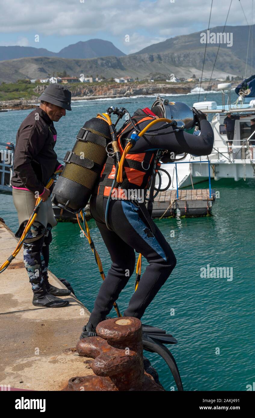 Hermanus, Western Cape, Südafrika. Dezember 2019. Professionelle Taucher Ausbildung. Student Taucher springt ins Meer in Hermanus, Südafrika Stockfoto