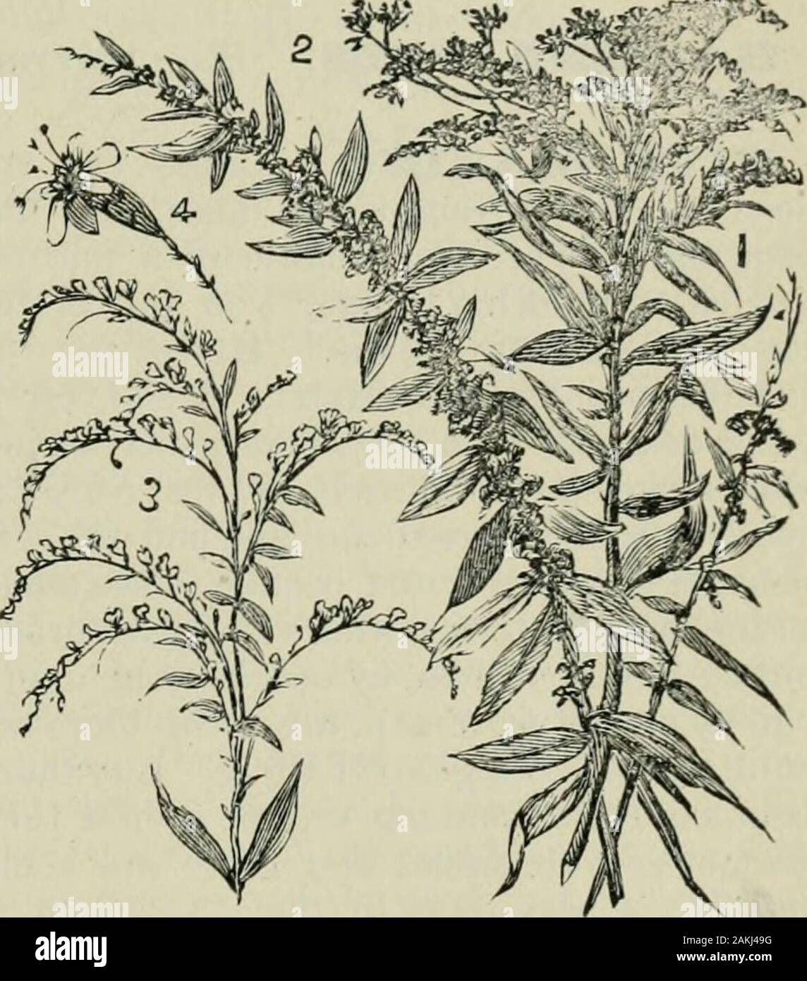 Das ABC der Biene Kultur: ein cyclopedia von jede Sache, die in Bezug auf die Pflege der Honig-Biene, Bienen, Honig, Nesselsucht, Arbeitsgeräte, Honig-Anlagen usw., Tatsachen von der Erfahrung von Tausenden von Imker alle über unser Land und später durch die praktische Arbeit in unserer eigenen Imkerei überprüft. n Orte mit Imker sagen, dass sie nie eine Biene onit gesehen. Bienen sind auf ihn gesehen, gelegentlich, in unserer Gegend, aber ich glaube nicht, dass Sie getenough Honig aus. 4n ordinaryseasous, damit es im Bienenstock wahrnehmbar. Der Honig wird in der Regel sehr dick und von arich goldene Farbe, ähnlich wie die Blüten Stockfoto