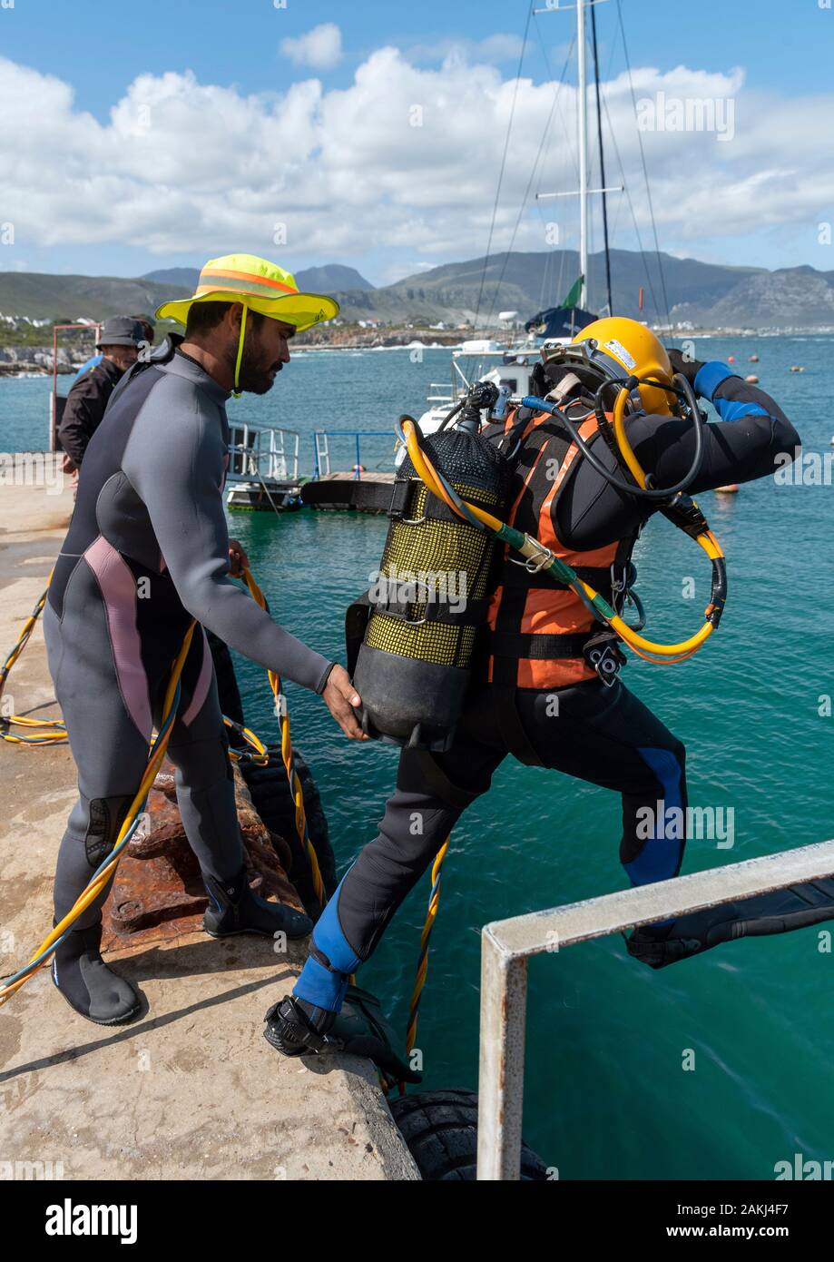 Hermanus, Western Cape, Südafrika. Dezember 2019. Professionelle Taucher Ausbildung. Student Taucher springt ins Meer in Hermanus, Südafrika Stockfoto