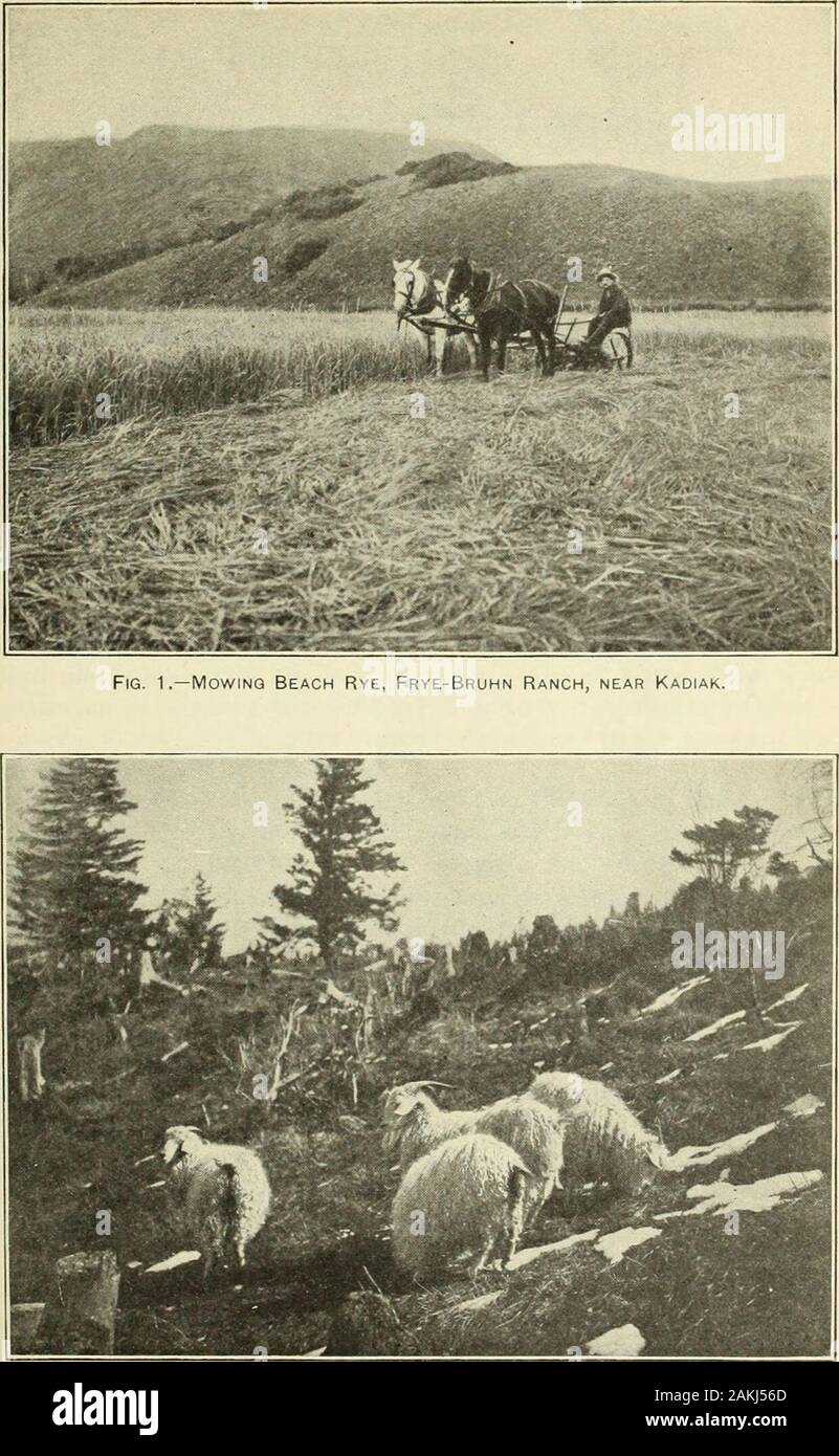 Bericht der Alaska landwirtschaftliche Experimente Stationen. ^das Dorf Kühe. In solchen closelygrazed landet das die Eliminierung der Erfüllungsrisiken]) al Gräser wurden bluegiass (Poa pratensis) und wilde Gerste [Hordeum horeale). Letzteres ist nicht viel relishedby Vieh. Einen sehr ähnlichen Zustand auf eng gestreift landet alsoat Kenai bemerkt wurde. Die Fakten zeigen auf die Wahrscheinlichkeit, ein bluetop grassthat Weg wird unter enger Weiden geben, sondern als bluegrass readilyreplaces der einheimischen Gräser, Weiden der besten areassured Art. Ein. Rpt. Von Experimentierstationen. 1904. Platte VIII. Abb. 2.-Angora Ziegen, Holz Insel Stockfoto