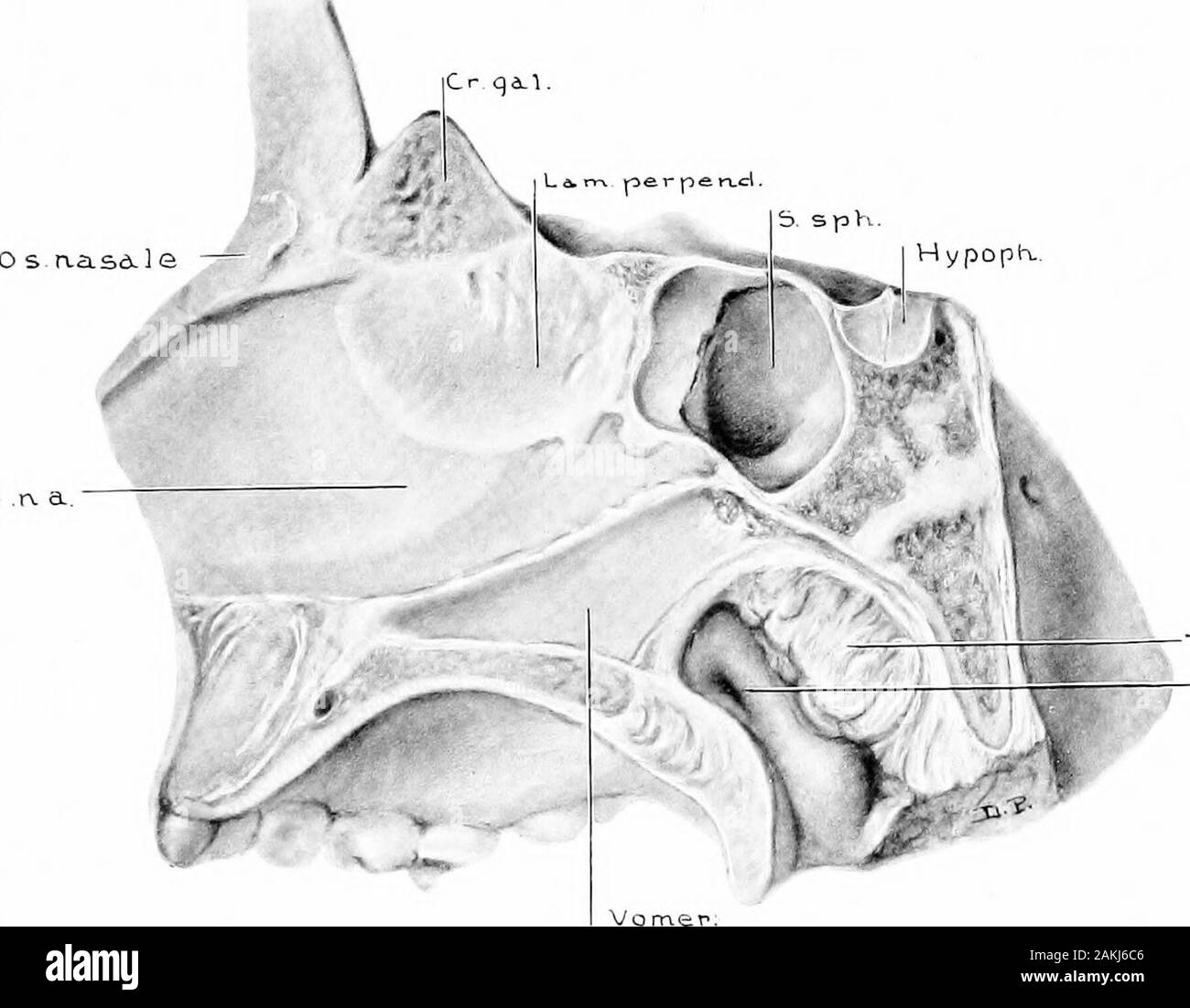 Entwicklung und Anatomie des nasalen Zubehör Nebenhöhlen im Menschen
