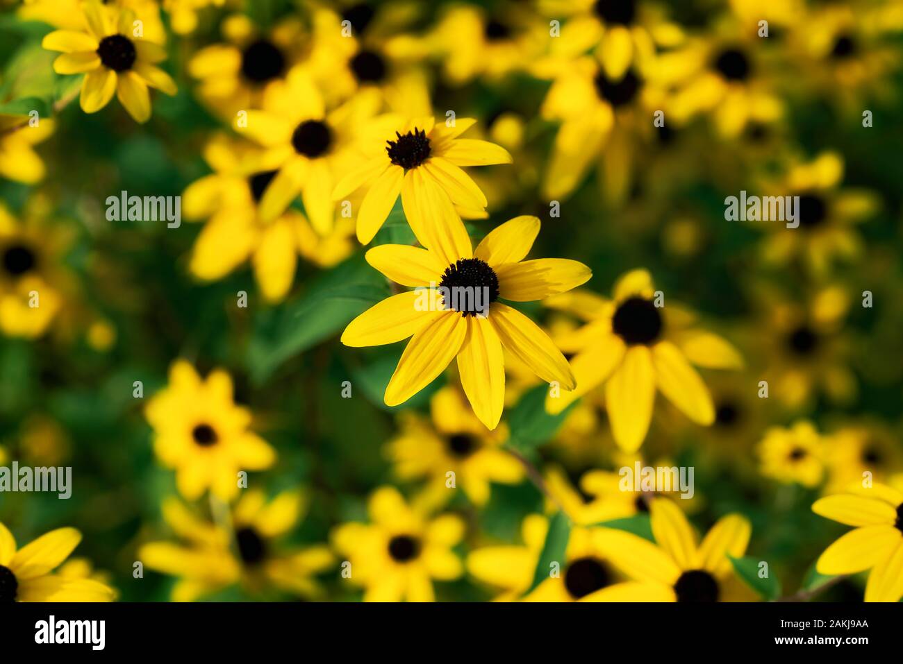 Gelbe Kamillenblüten mit grünem Laub, an einem sonnigen Sommertag. Floral Hintergrund mit Wildblumen. Gelbe Blumen in Blüte Hintergrund. Stockfoto