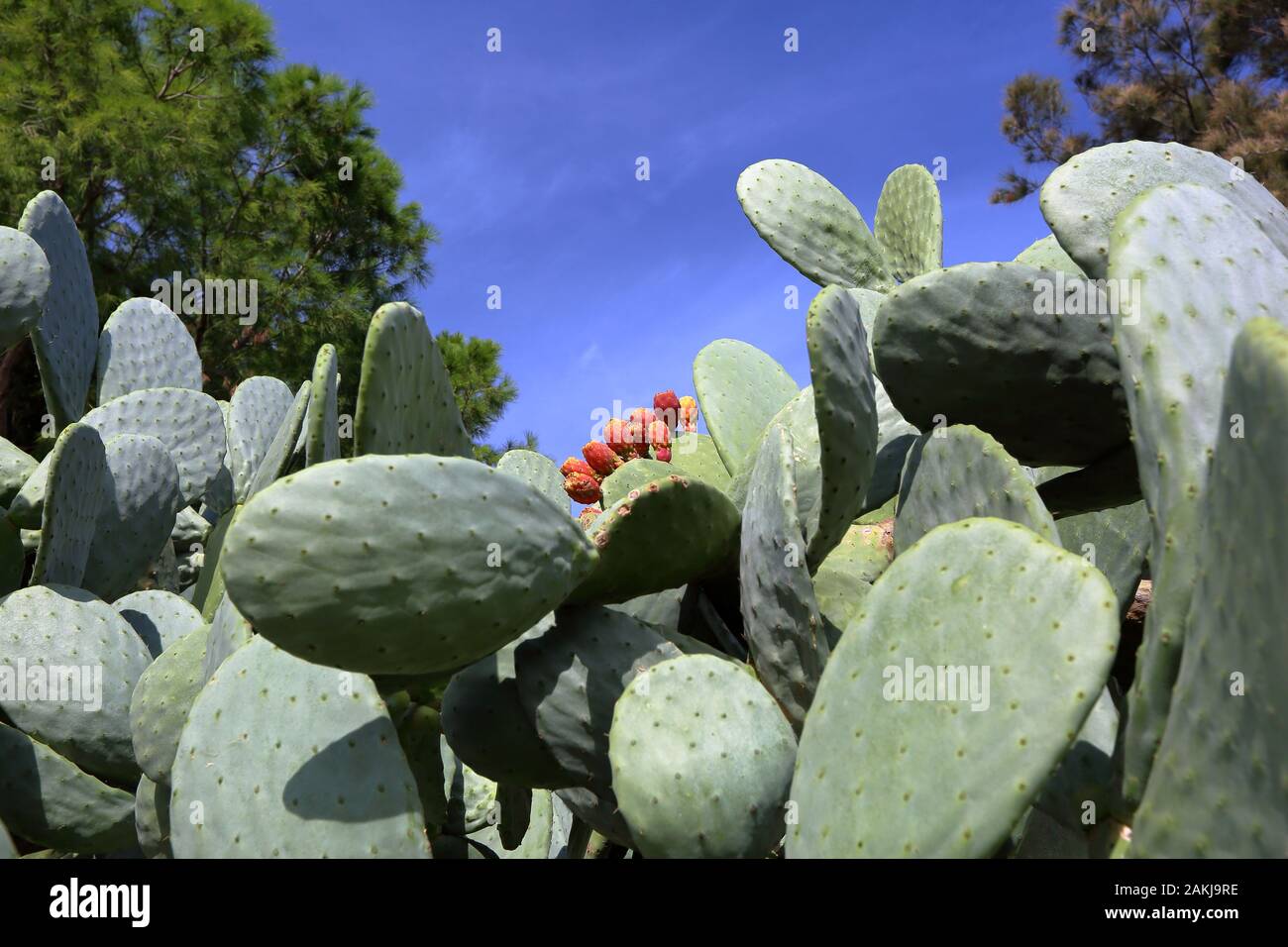 Schöne ig cactuss Opuntia ficus-indica, auch indische Feige opuntia genannt, gegen blauen Himmel, im Park. Stockfoto