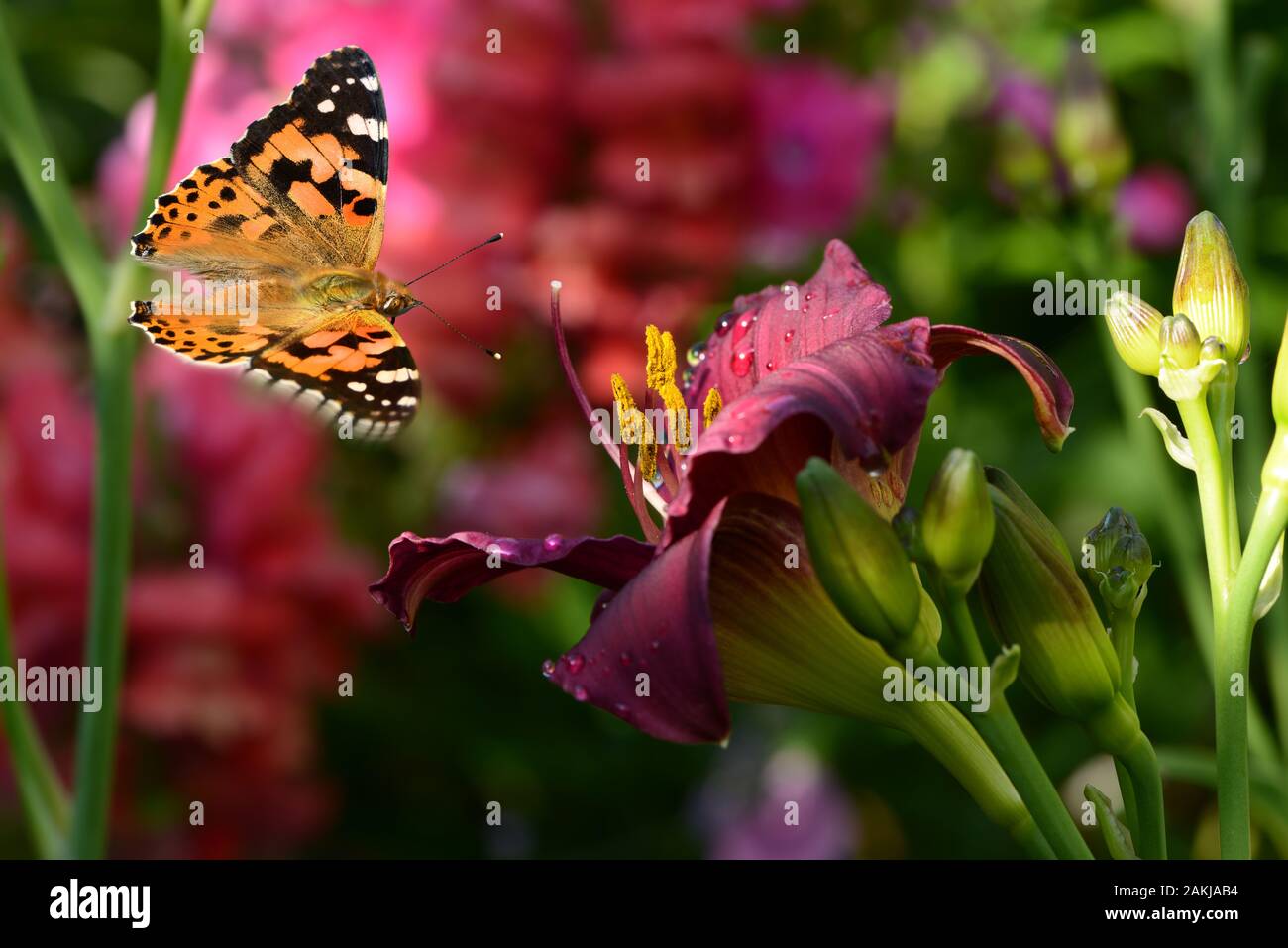 Blumen sind ein Symbol für Glück im Leben, die das Herz ruhiger und friedlicher macht Stockfoto