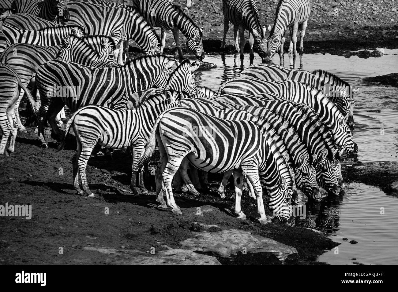 Eine Gruppe von Zebras arount das Wasserloch Stockfoto